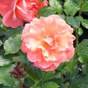 Happy Anniversary Floribunda Rose (Rosa Happy Anniversary) 1